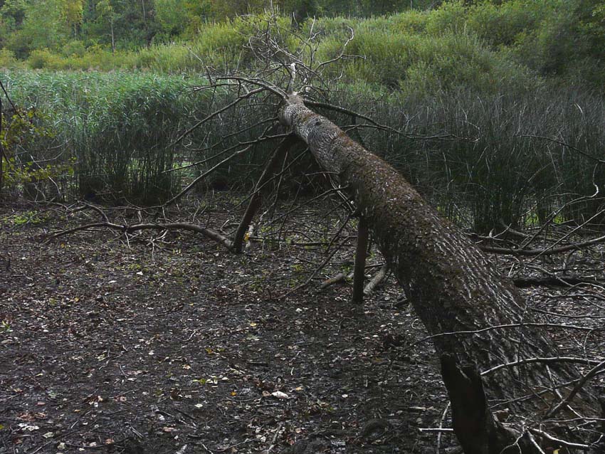 Laghetto di Montieri: biotopo meritevole!